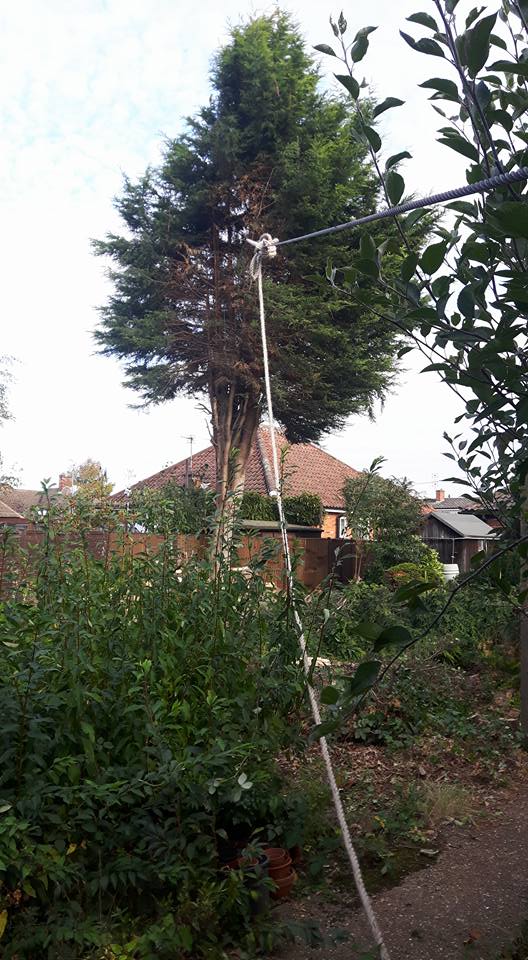 Simpsons tree works | Newark