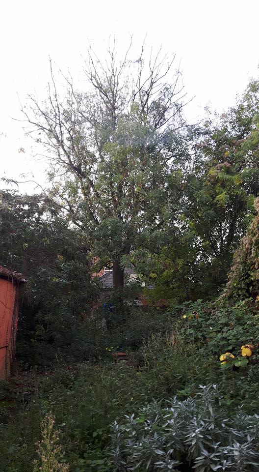Simpsons tree works | Newark