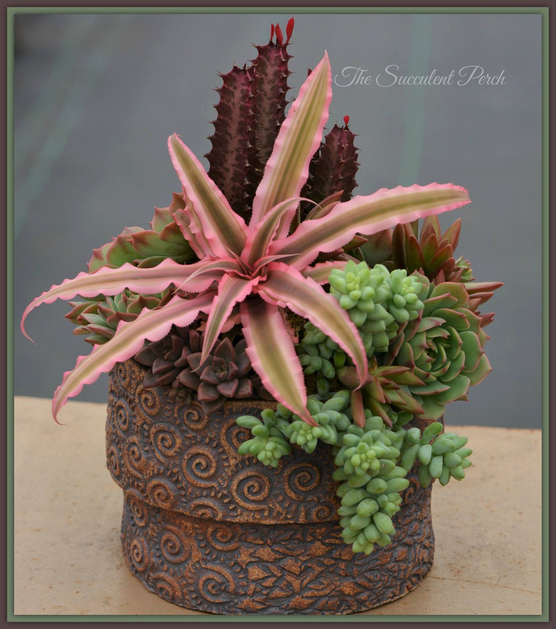 Cryptanthus 'Love Potion # 9' ready to bloom.