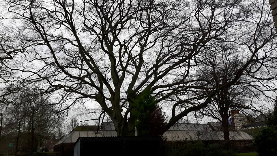 Simpsons tree works | Newark