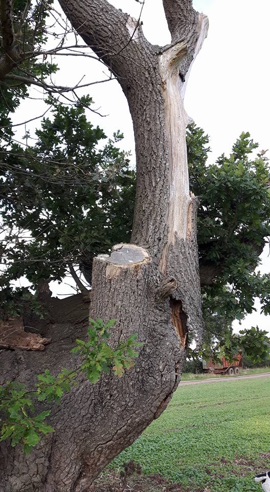 Simpsons tree works | Newark