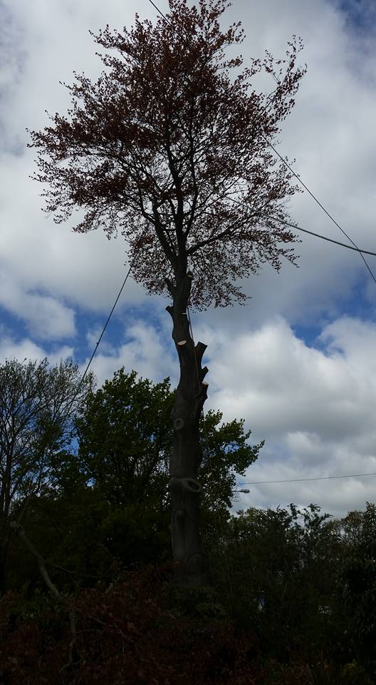 Simpsons tree works | Newark