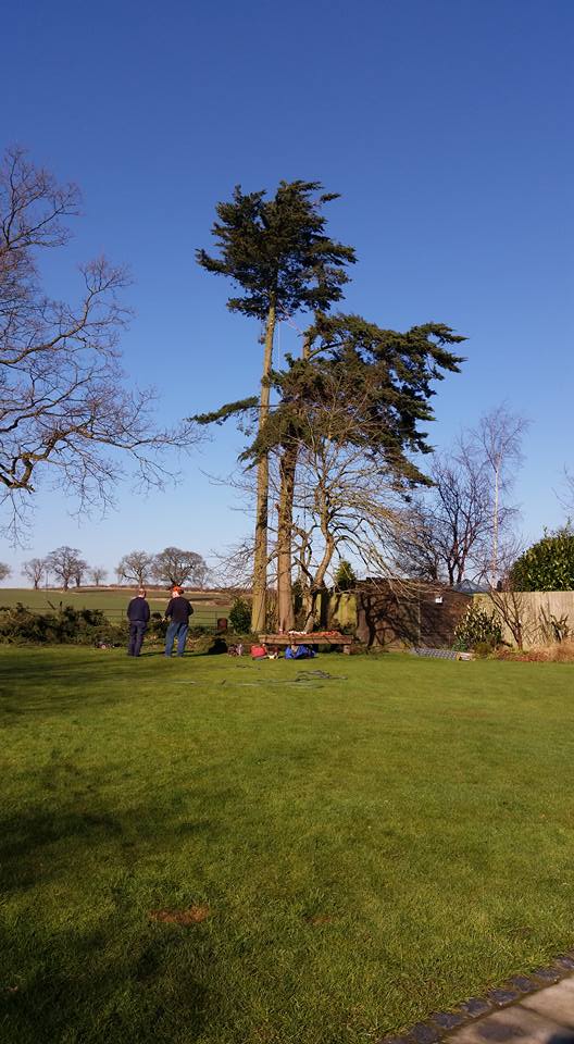 Simpsons tree works | Newark