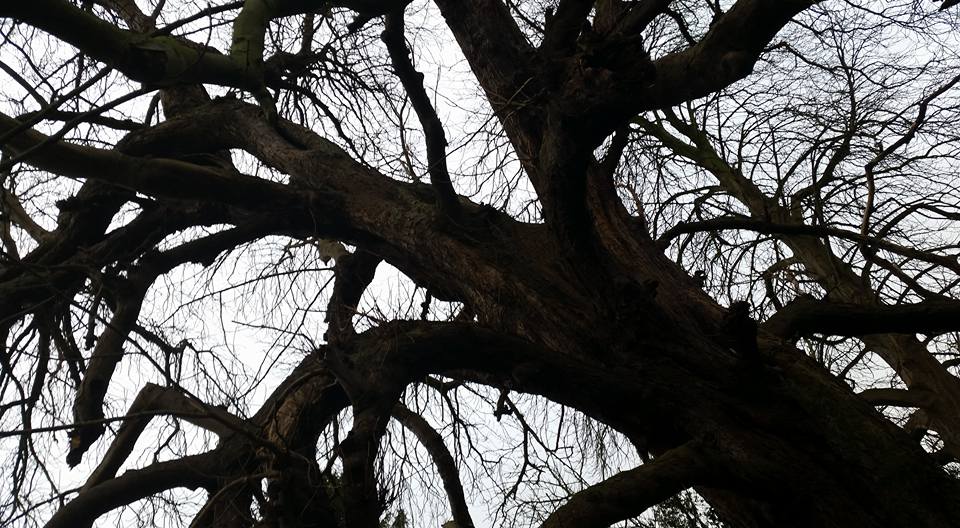 Simpsons tree works | Newark