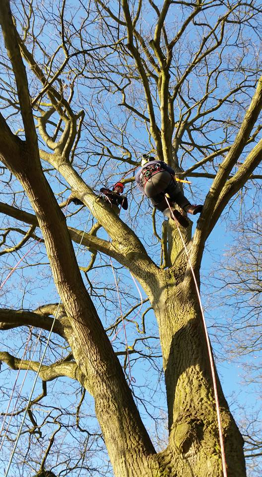 Simpsons tree works | Newark