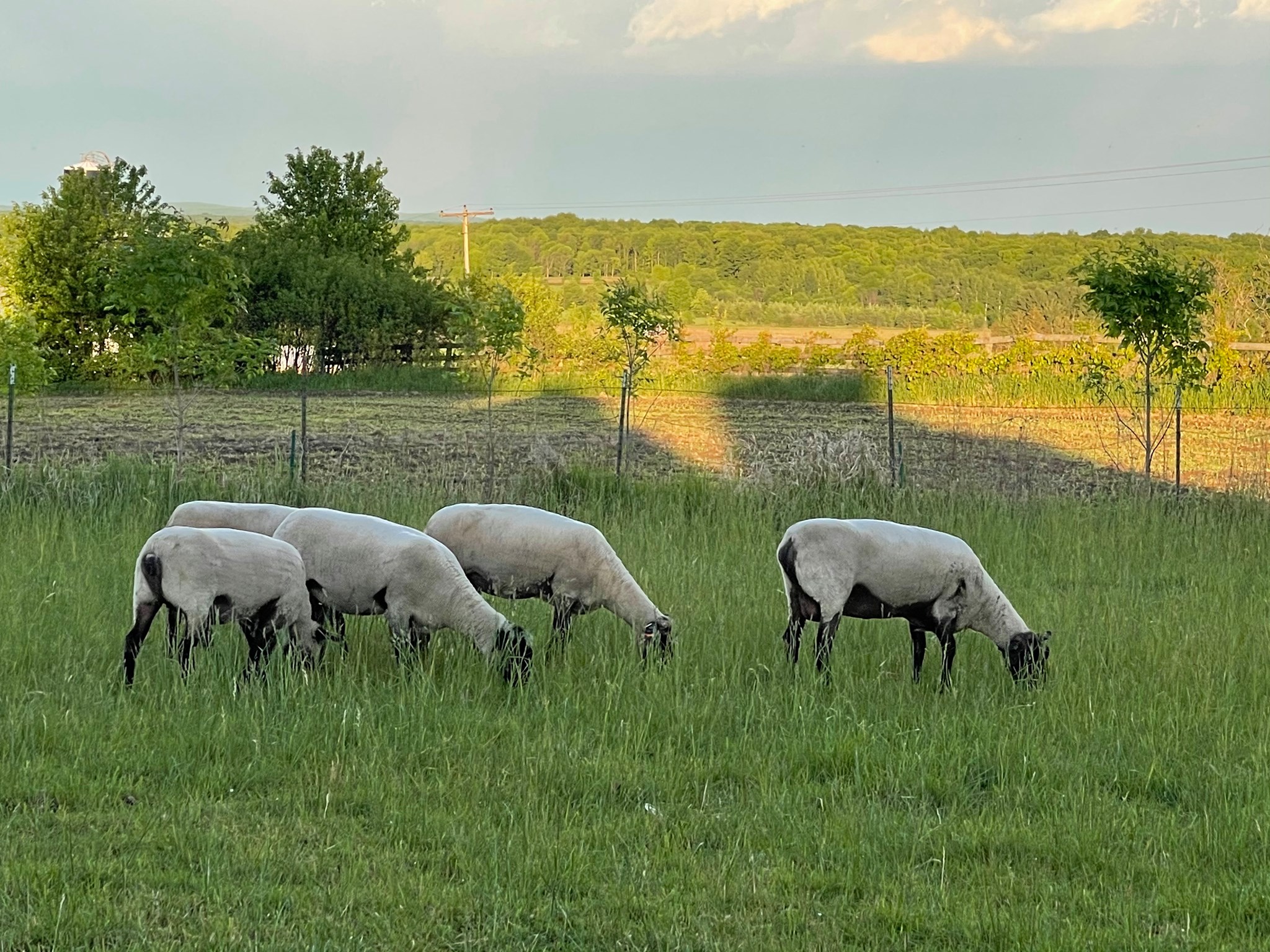 Delarber Show Lambs added a new photo. - Delarber Show Lambs