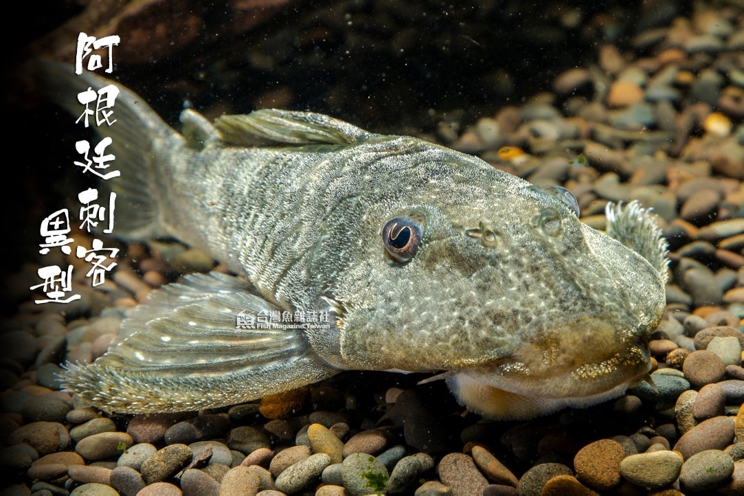 台灣魚雜誌社 Fish Magazine TW added a... - 台灣魚雜誌社 Fish Magazine TW