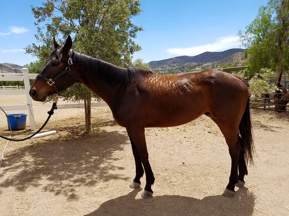 Three Bay Mares Ranch