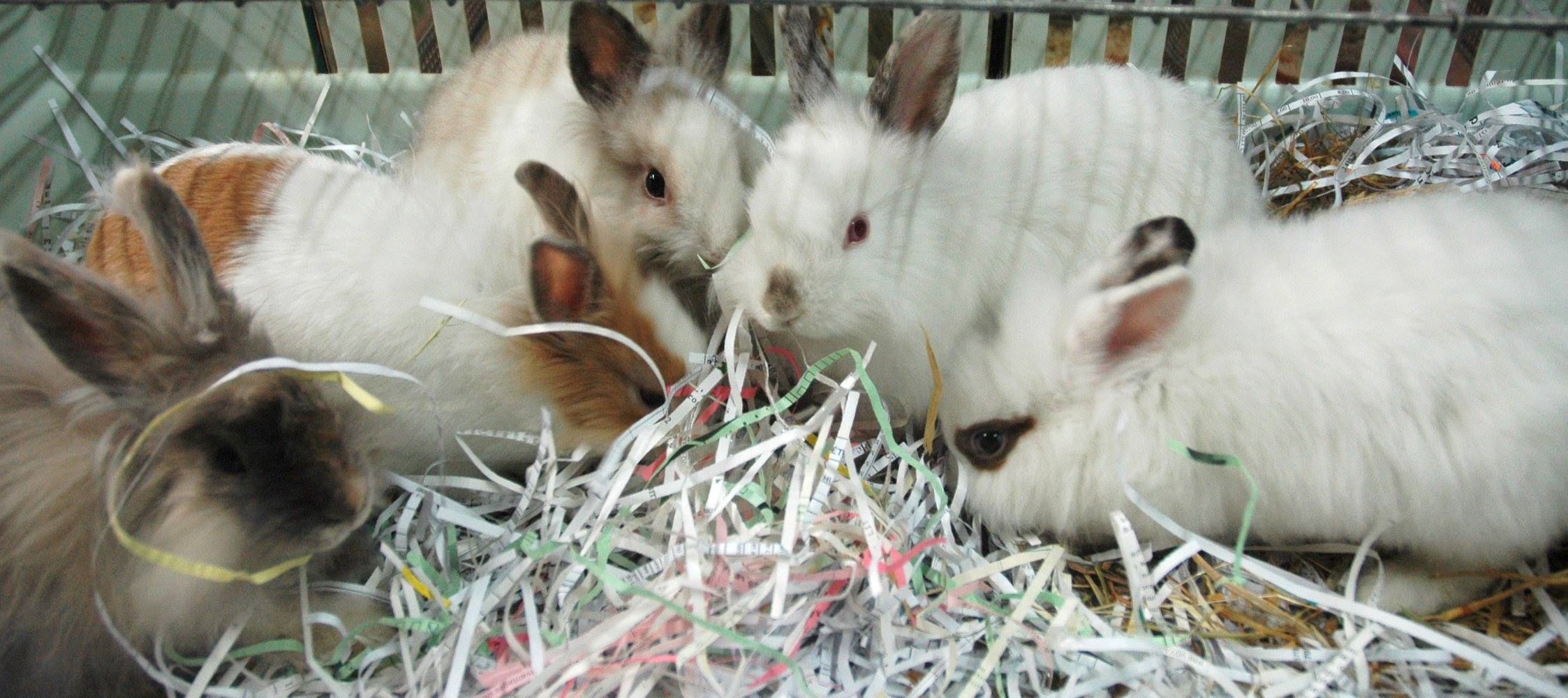 Tropical Sun Description Lapin Extra Nain Bebe De 2 A 3 Mois 26 90 Euros Les 3 Premieres Photos Lapin Extra Nain Angora Bebe De 4 Mois 19 90 Euros Grand Choix