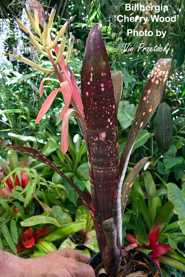 Billbergia 'Talbot Cherry Maple' growing in Australia