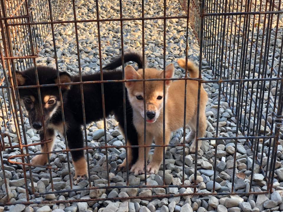 日本豆柴柴犬專業犬舍富成犬舍 接下來看你們了極小豆們犬齡 5個多月 黑 及4個多月 赤 感謝宜蘭林先生全家蒞臨犬舍挑選極小豆柴母幼展開新的生活