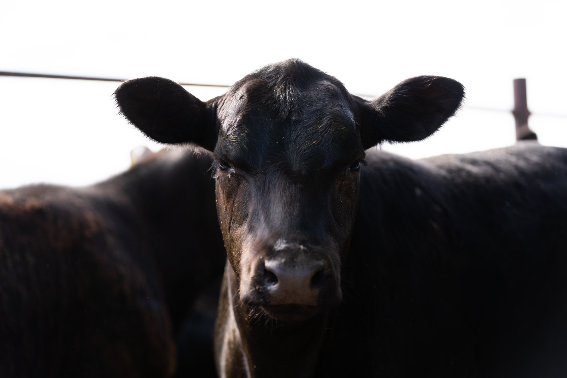 Part 2 of our Auditor... - Ranchers Connecting Ranchers LLC