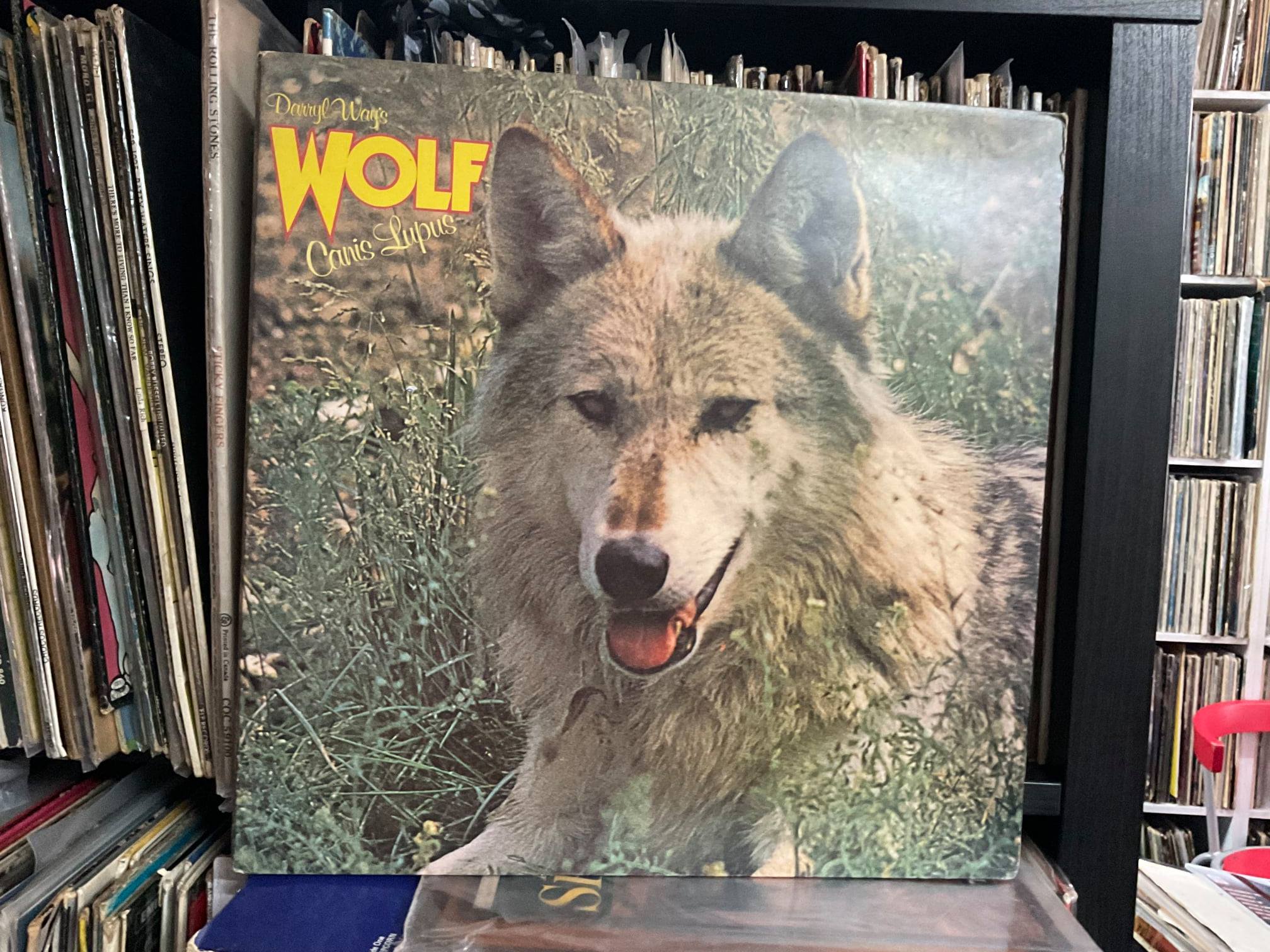 Darryl Way's Wolf- Canis Lupus