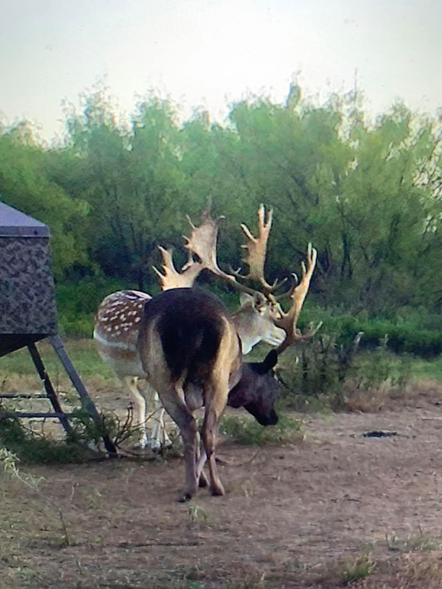 ‼️ Fallow Hunts Available ‼️ We have... - S4 Hunting Ranch