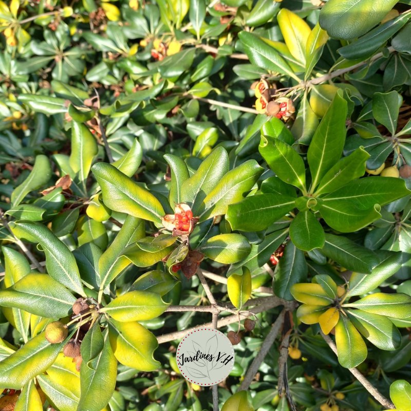 V. H. Jardines - 🌿 Pittosporum tobira [ Azarero ]. Por... | Facebook