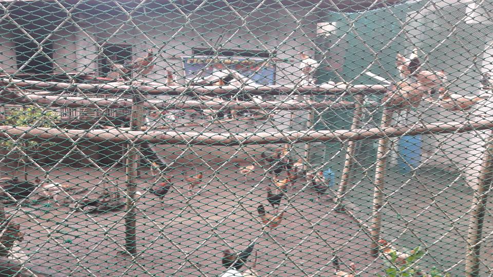 RVC GAME FARM | Quezon City