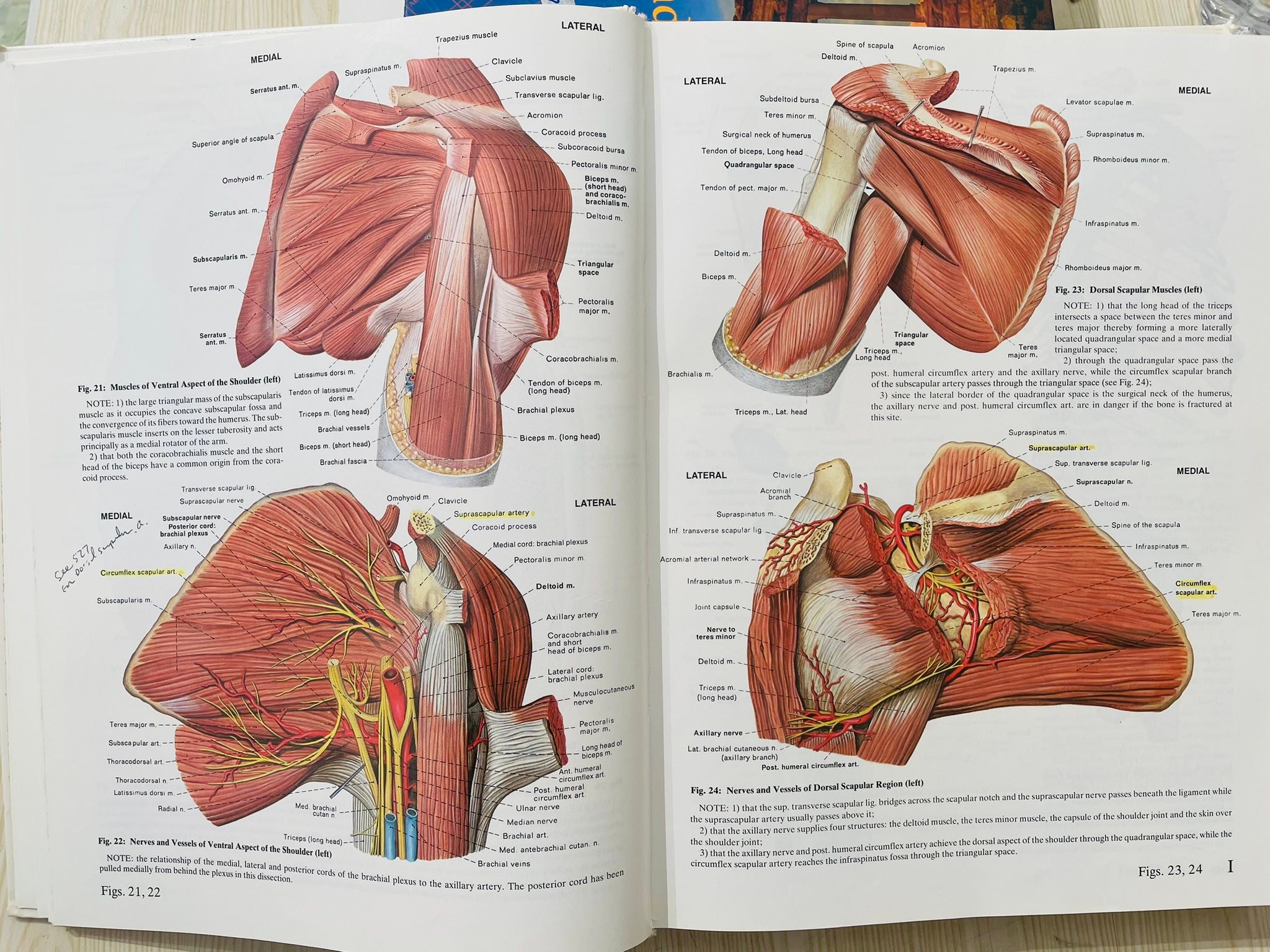 📘 Anatomy: A Regional Atlas of the Human Body – Carmine D