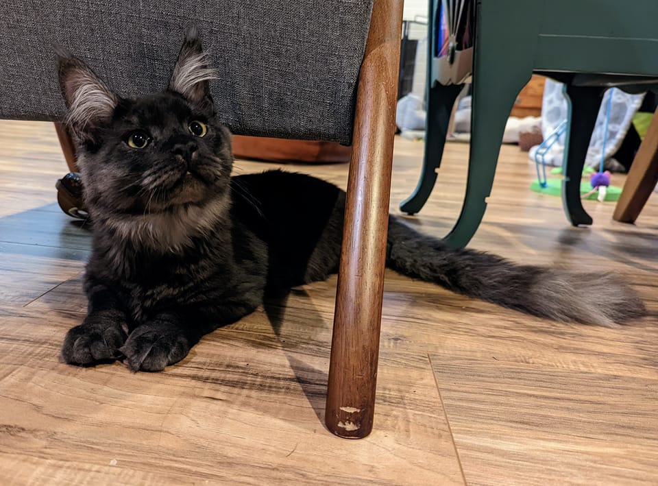 Have you ever given a kitten a B12 shot? B12 injections can have a variety of health benefits for kittens and it's a great skill to have for your supportive care toolkit
