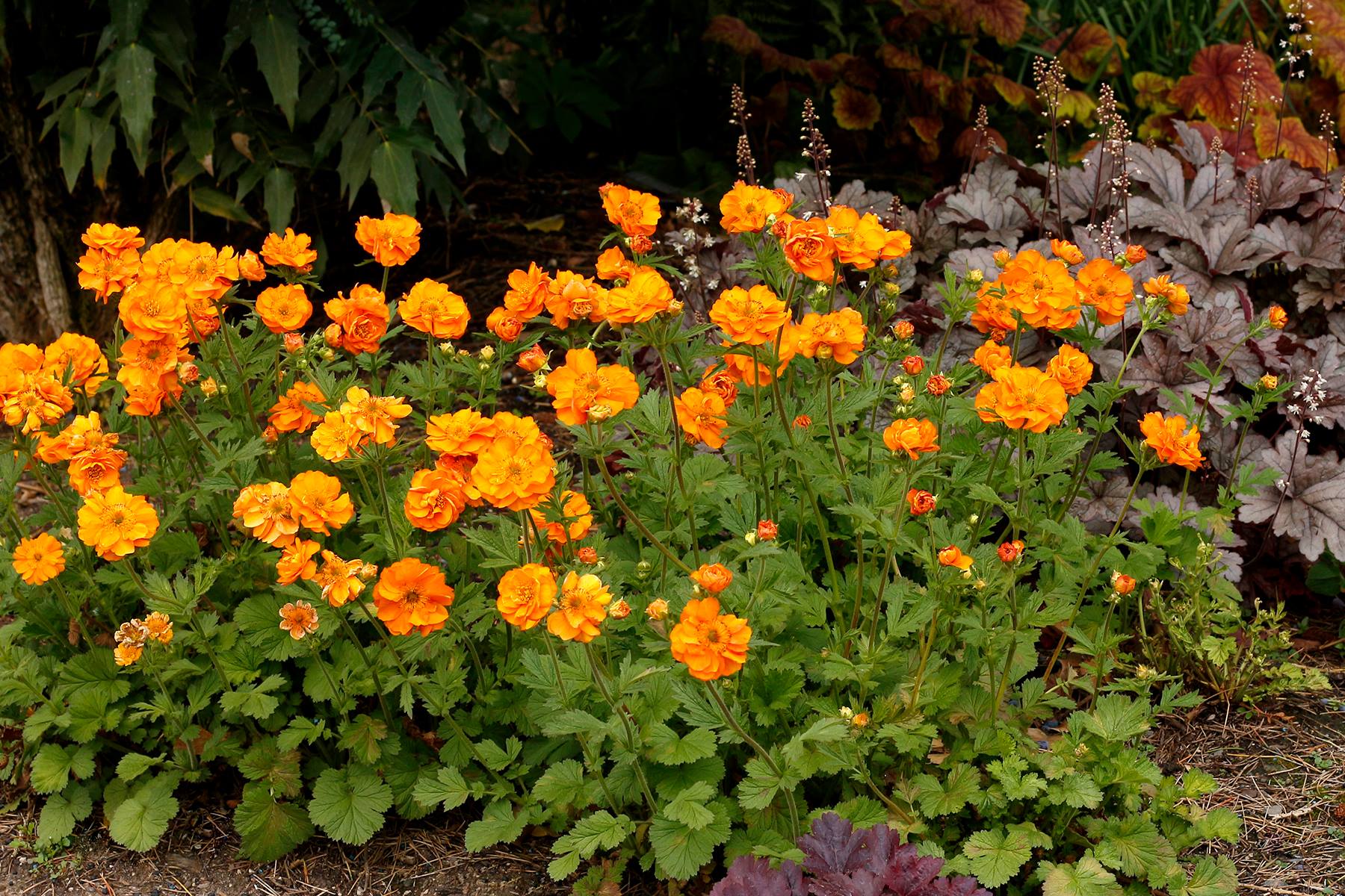 #Geum RUSTICO™ Orange is a... - TERRA NOVA Nurseries, Inc.