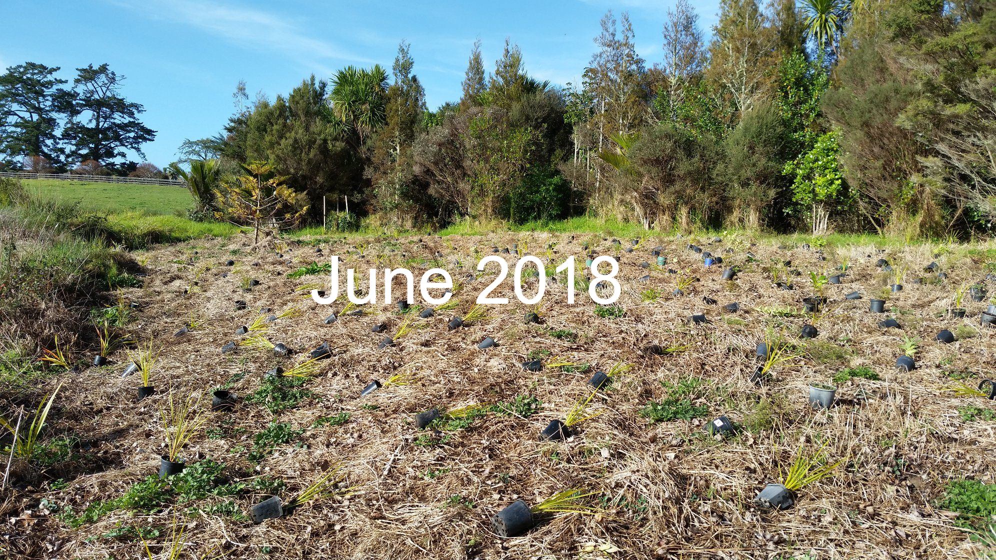 The plants planted by Greenhithe... - Friends of Wainoni Park | Facebook