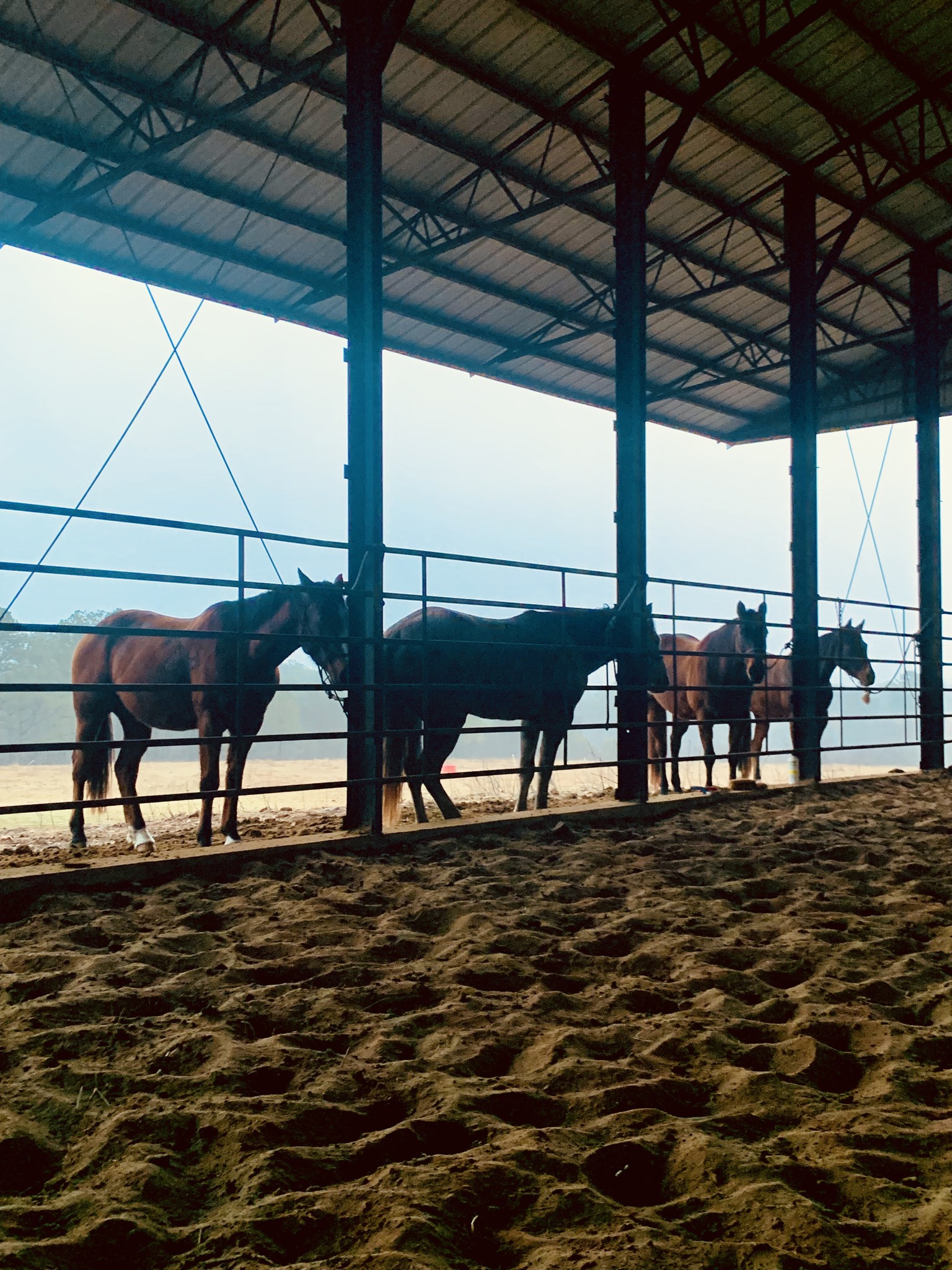 Colt Starting | BRING YOUR HORSE | by Rock Ridge Equine