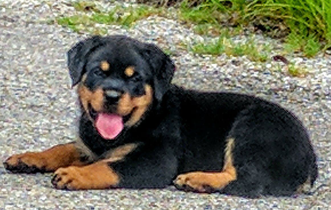 TNT Rottweilers | Harrah OK