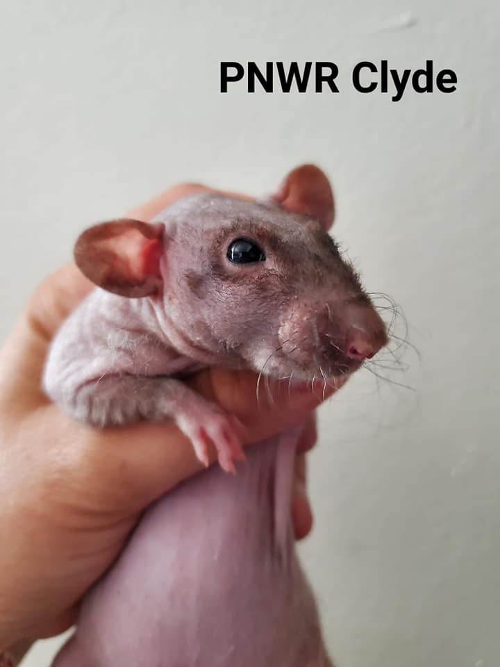 PNW Rattery | Clackamas OR