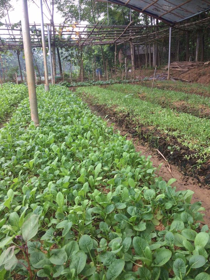 P Farm - Vườn Rau Sức Khỏe | Hanoi