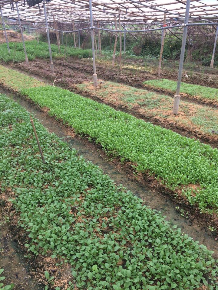 P Farm - Vườn Rau Sức Khỏe | Hanoi