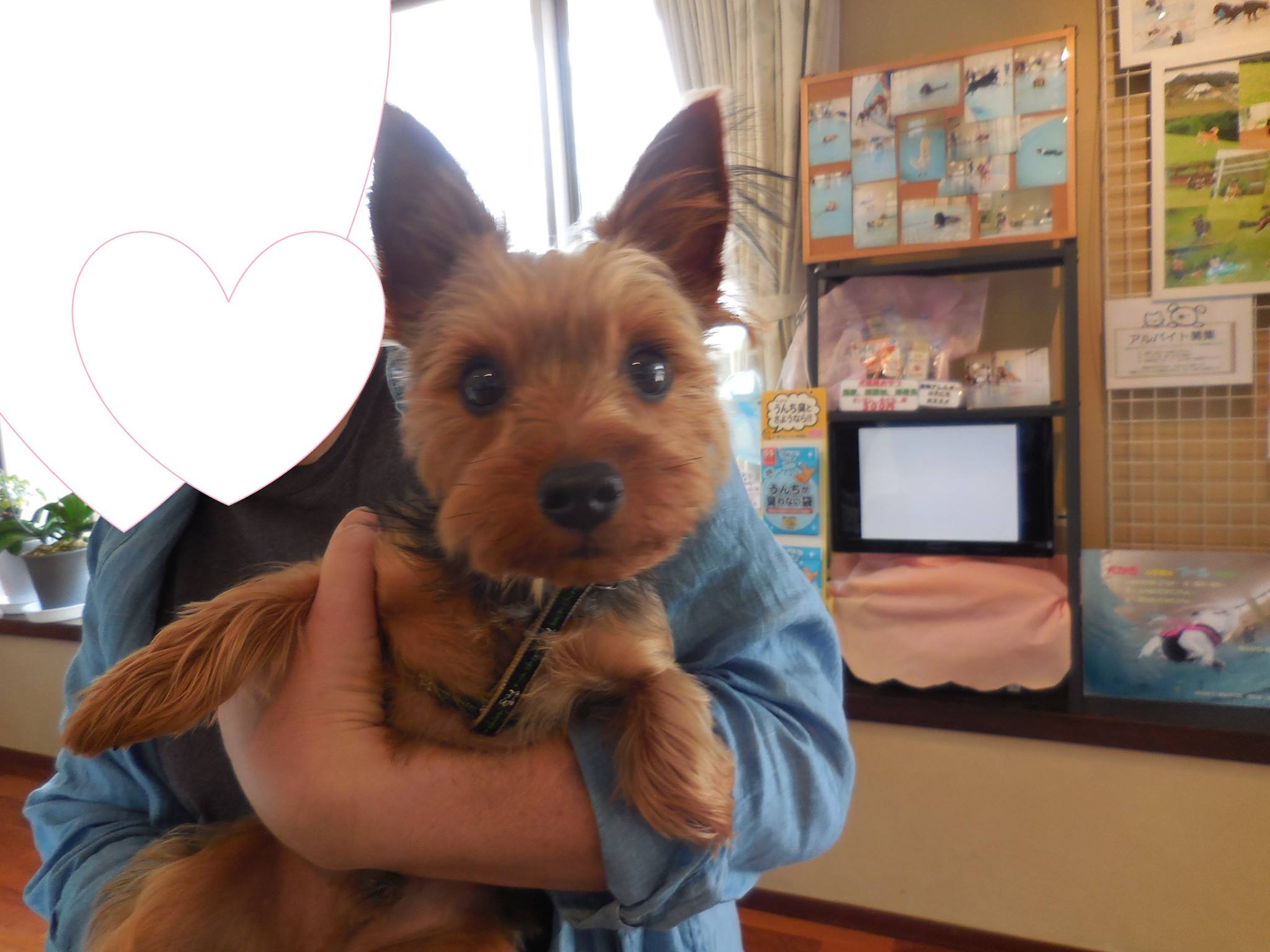 グラン・ドッグランド - 🐶ワンちゃんの楽園へようこそ(^o^)丿 🐶2017年6月25日（日）🐶...