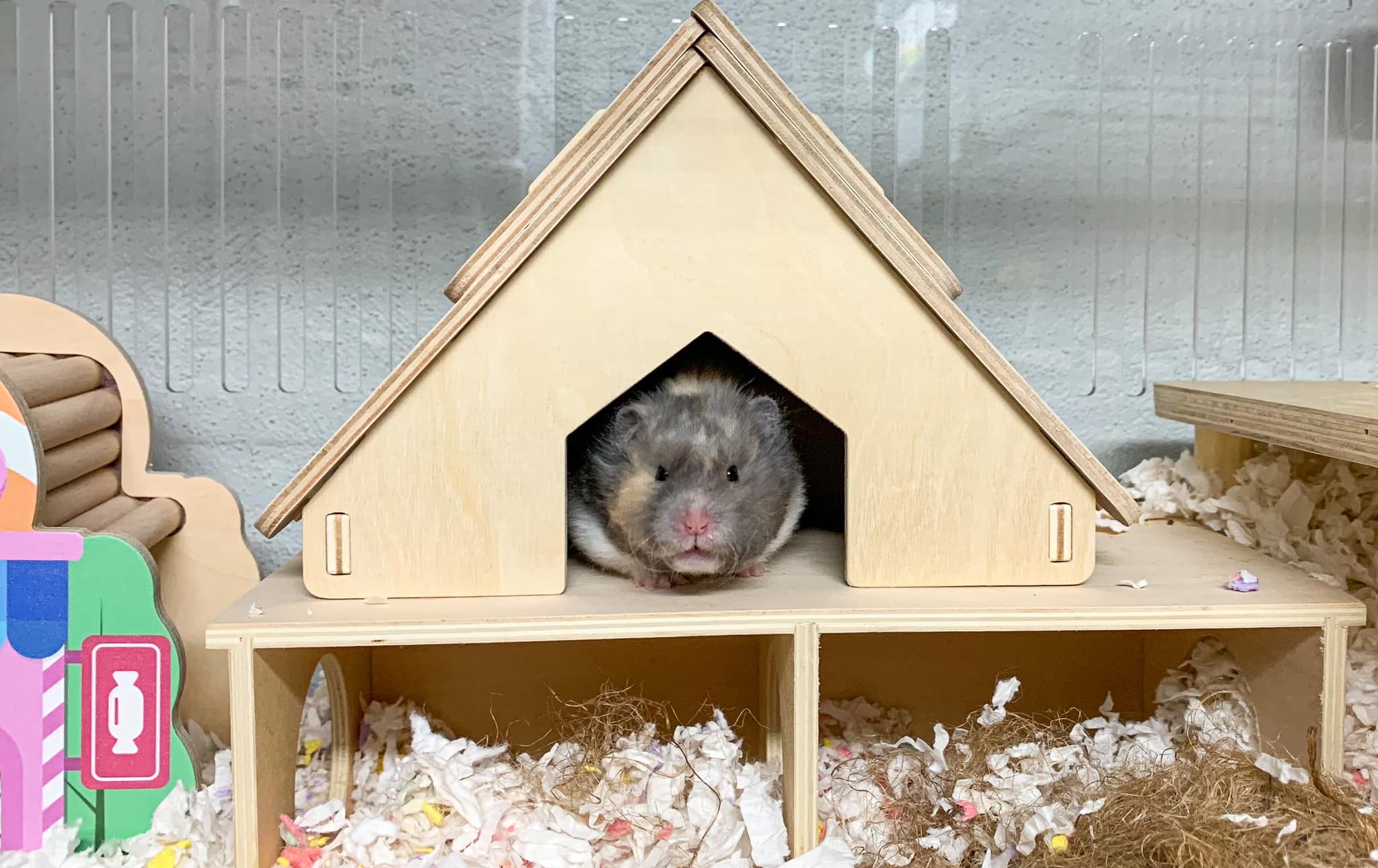 TOMO Hamster Farm โทโมะฟาร์ม