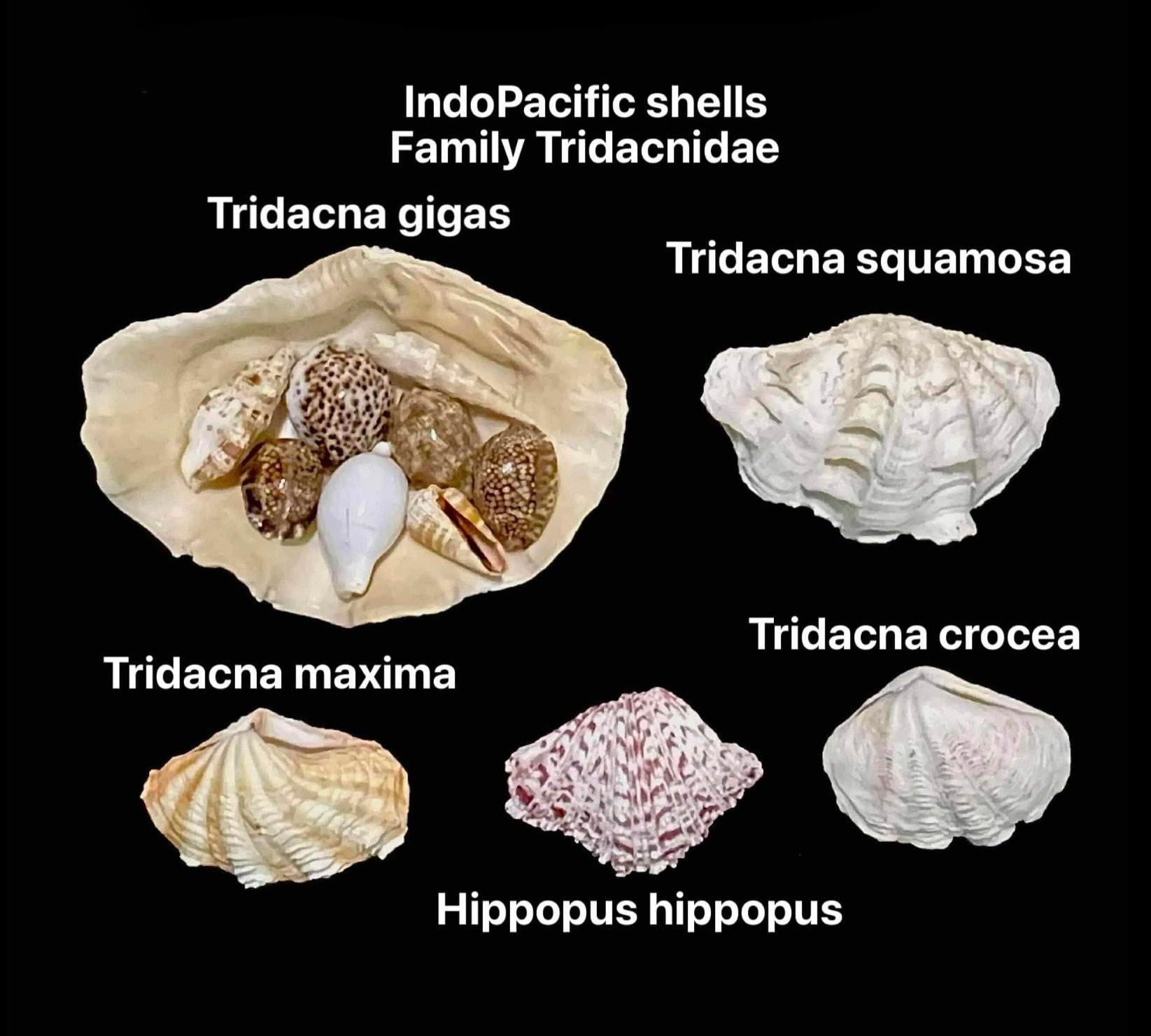 Indopacific sea shell collection