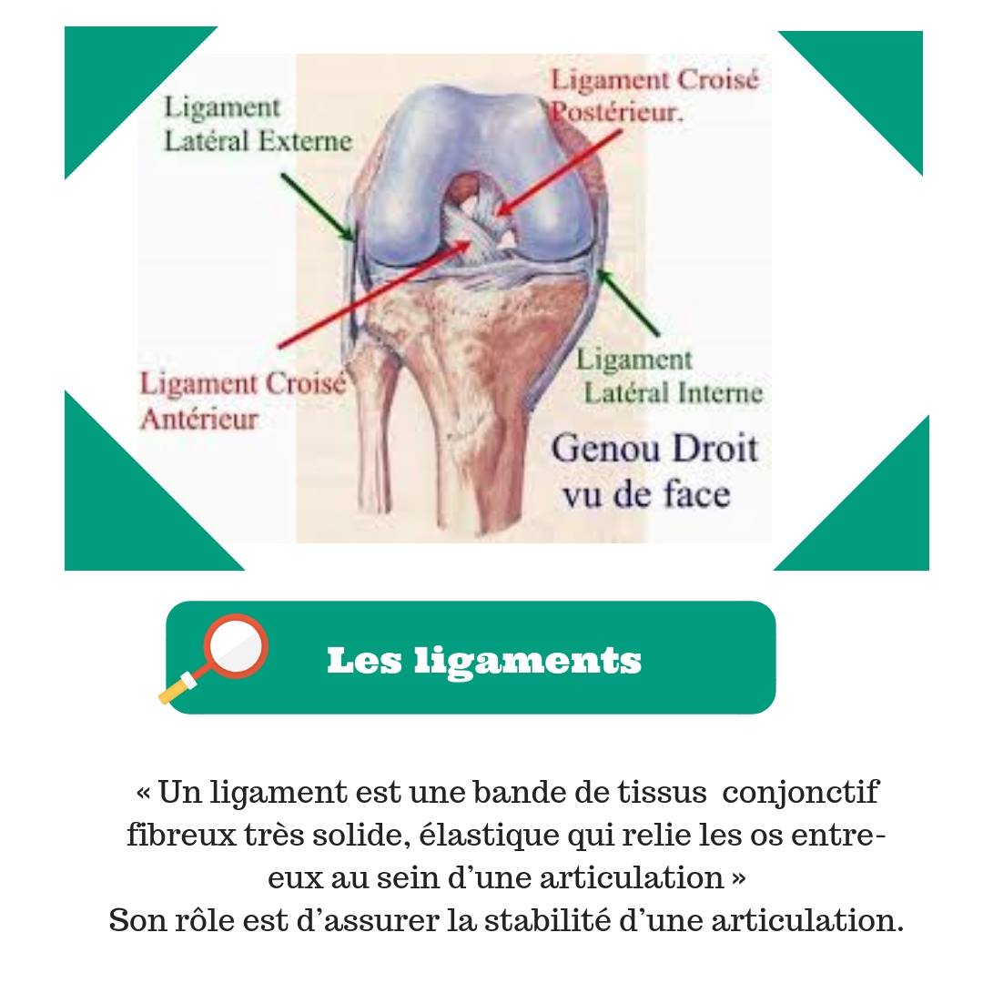 Les ligaments « Un ligament est une... - EspritSantéNature