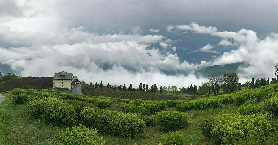 Just In Sikkim's Tea becomes 100%... - Sikkim Messenger | Facebook