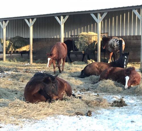 Windy Ridge Ranch | Woodbury MN