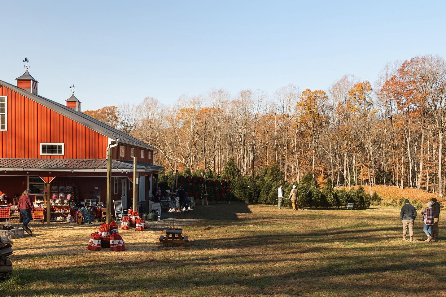 Opening Weekend at a Choose & Cut Christmas Tree Farm