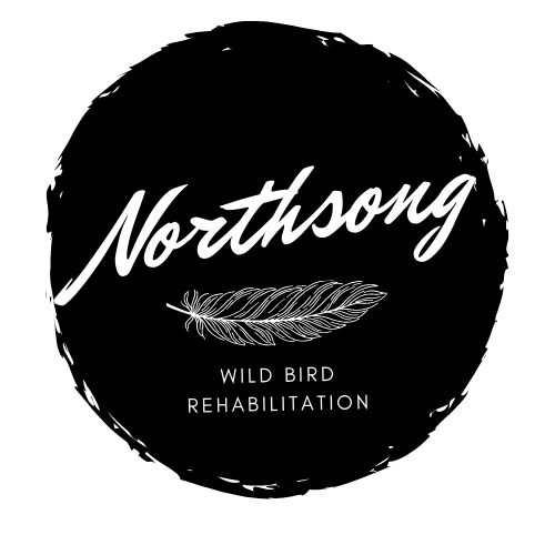 A little wing check for Northern Flicker patient 2026-0644! 🪶 Our team ...