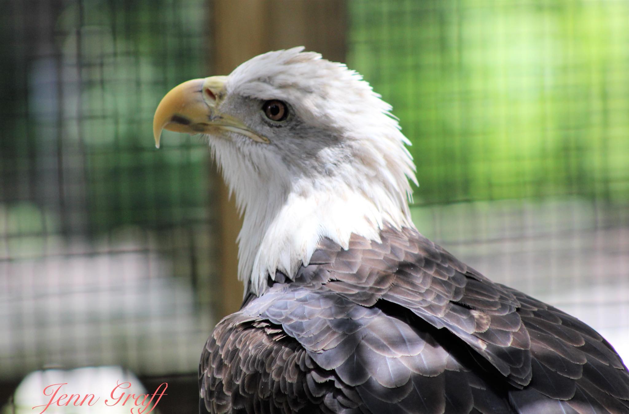 Wild Raptor Sanctuary | Clearwater FL