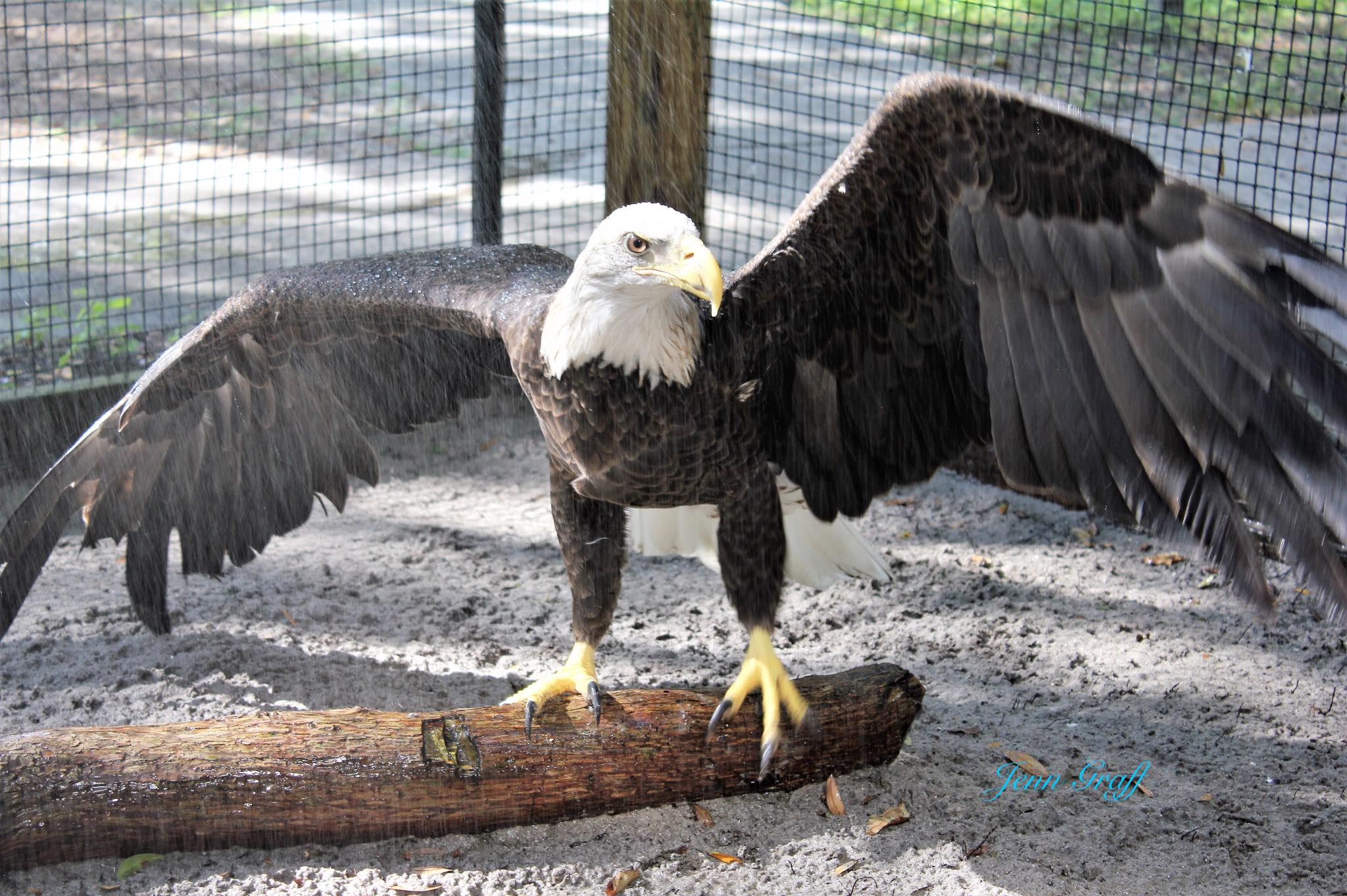 Wild Raptor Sanctuary | Clearwater FL