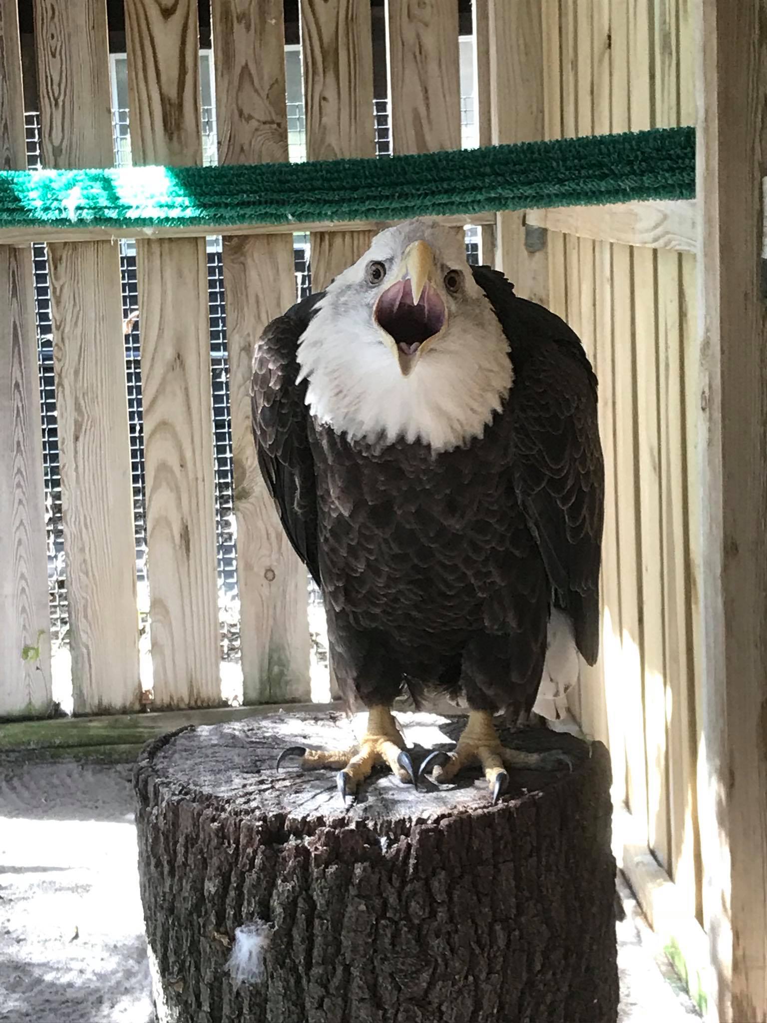 Wild Raptor Sanctuary | Clearwater FL