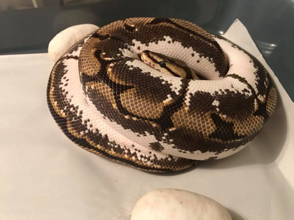 Our pretty Calider girl... - Slitherin' Dreams Ball Pythons | Facebook
