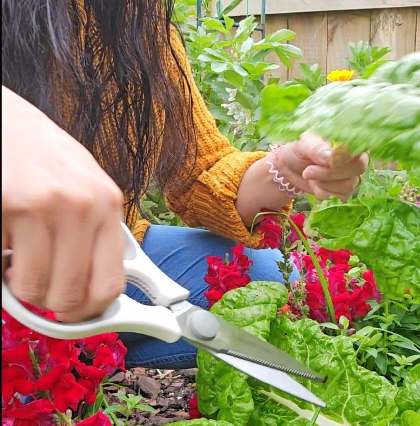 Garden updates. #welcome back. It was a sunny afternoon yesterday. # ...