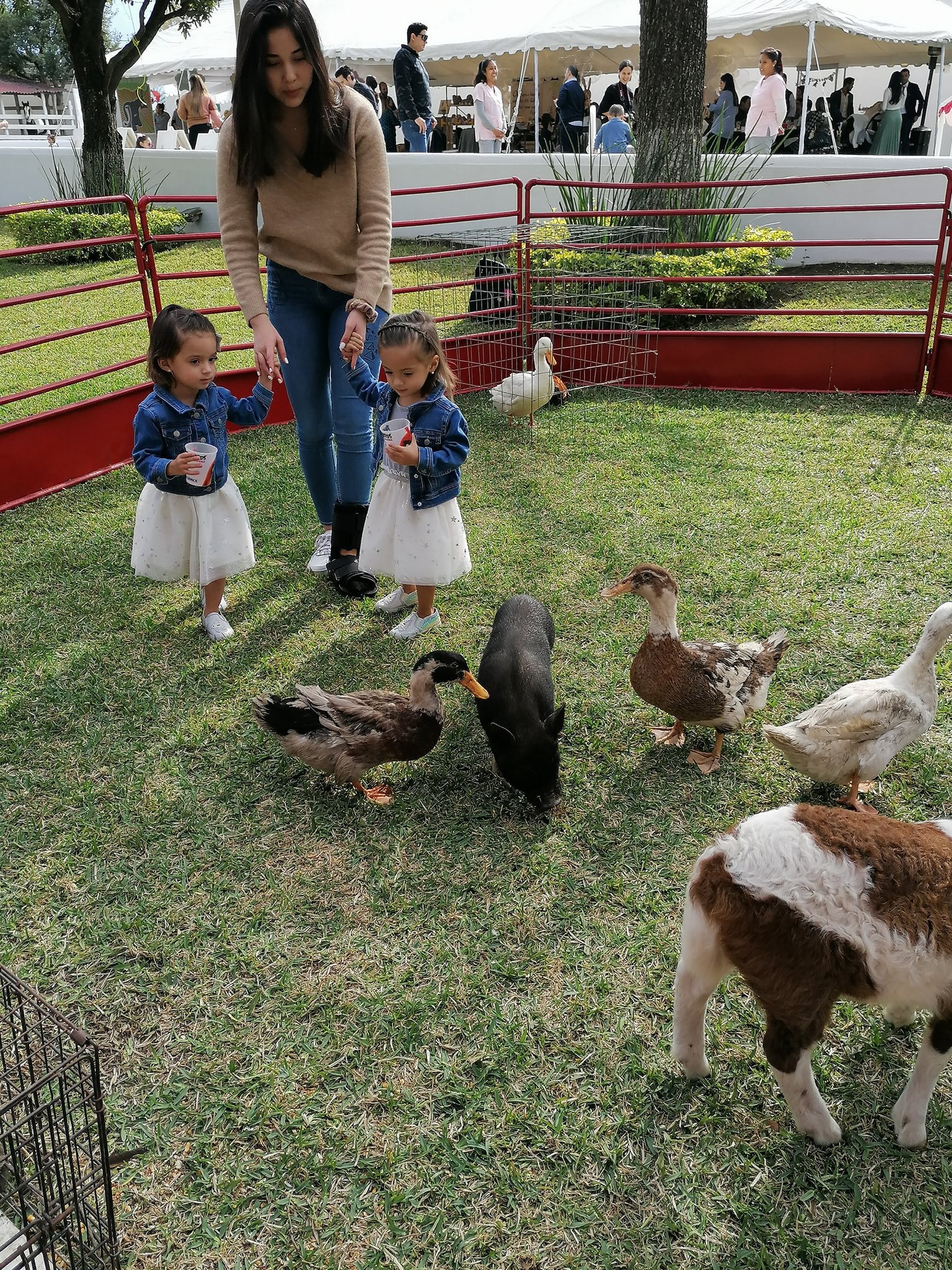 Ponys y mini rodeo fiesta regia