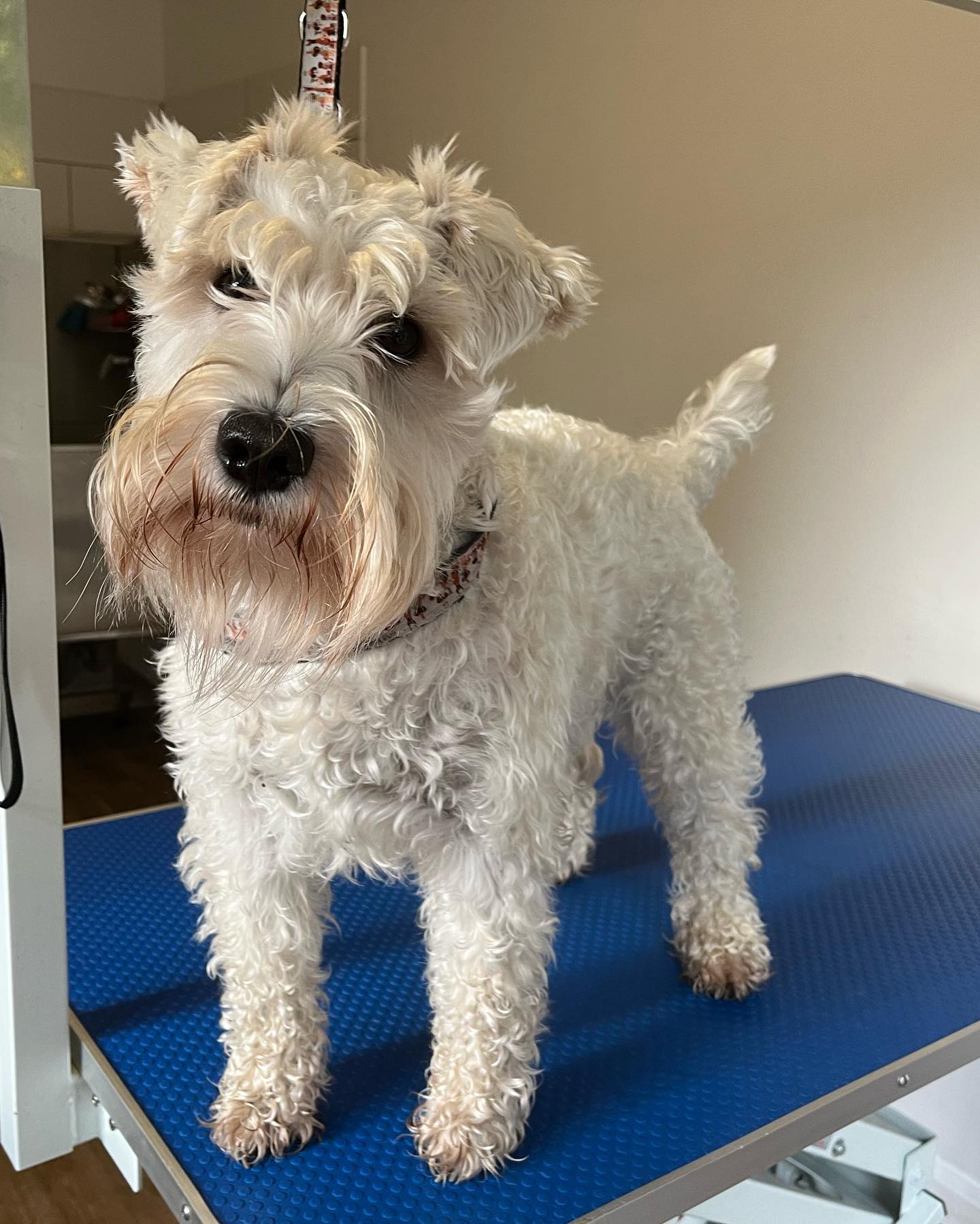 Los Perritos Dog Grooming | Guildford