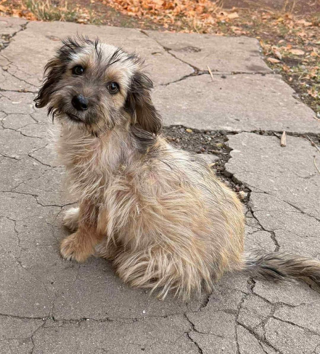 Mercy Hope Rescue