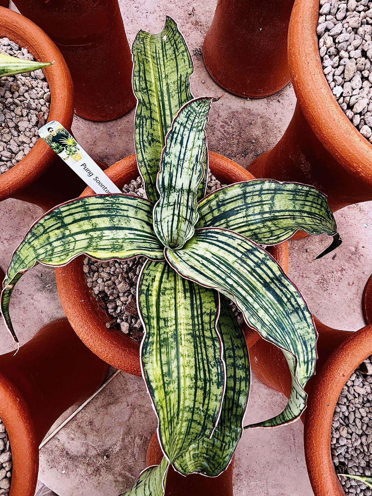 Sansevieria black pearl variegated plant