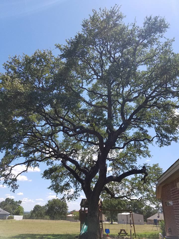 Live oak tree service | San Antonio TX