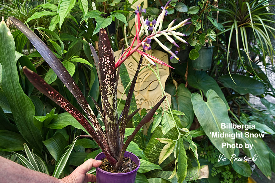 Billbergia 'Midnight Sun' bromeliad