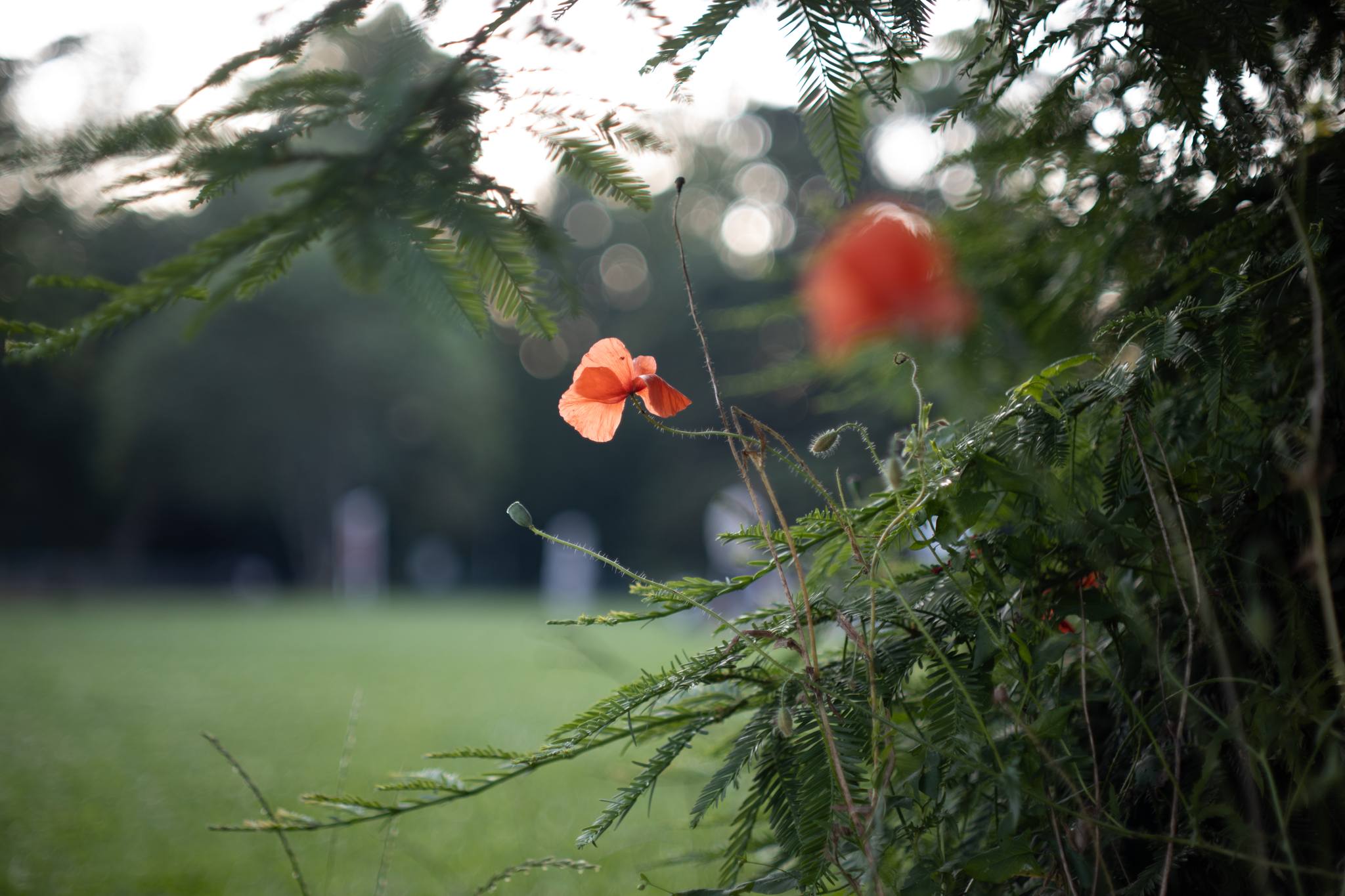 Lomo Volna 50mm f1.8 lens review