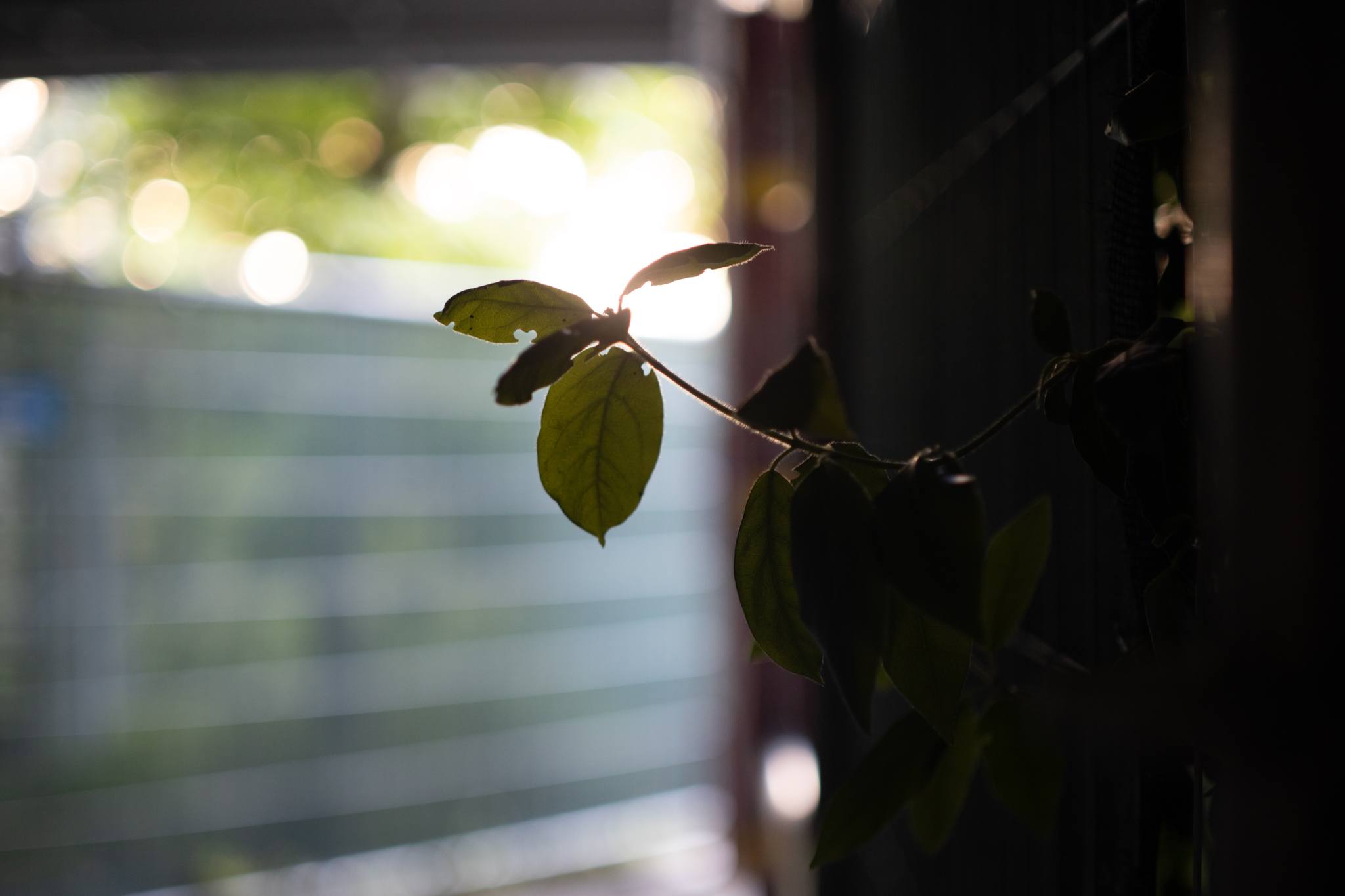 Lomo Volna 50mm f1.8 lens review